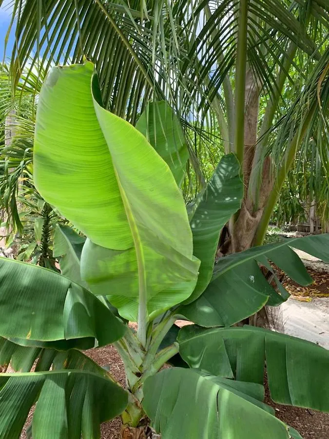 Ofrenda Tulum Bed & Breakfast