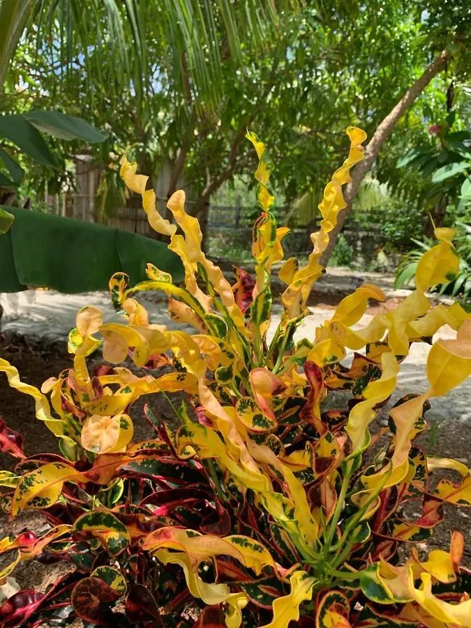 Ofrenda Tulum Bed & Breakfast